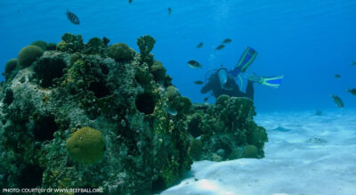 Photo: Courtesy of www.reefball.org