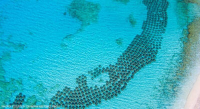 Photo: Courtesy of www.reefball.org