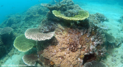 Photo: Courtesy of www.reefball.org